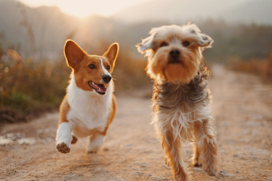 Tips for Socialising Your Dog