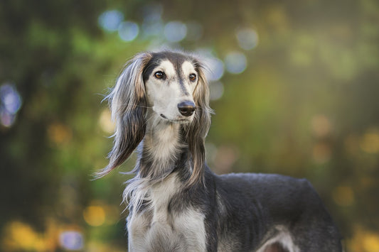 Why Dogs Are Your Brain's Best Friend: How Owning a Dog Can Reduce the Risk of Dementia in Older Adults