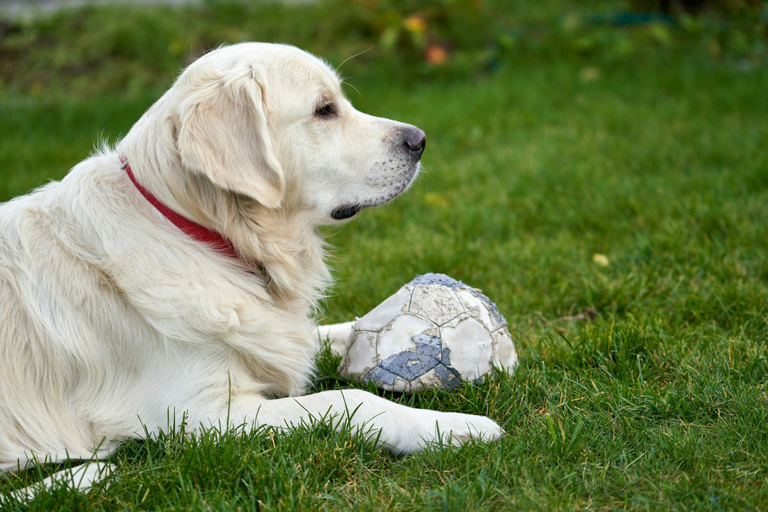 Tottenham Hotspur Unveils 'Tottenham Hotspaw': A New Initiative for Dog-Loving Fans and Their Pets