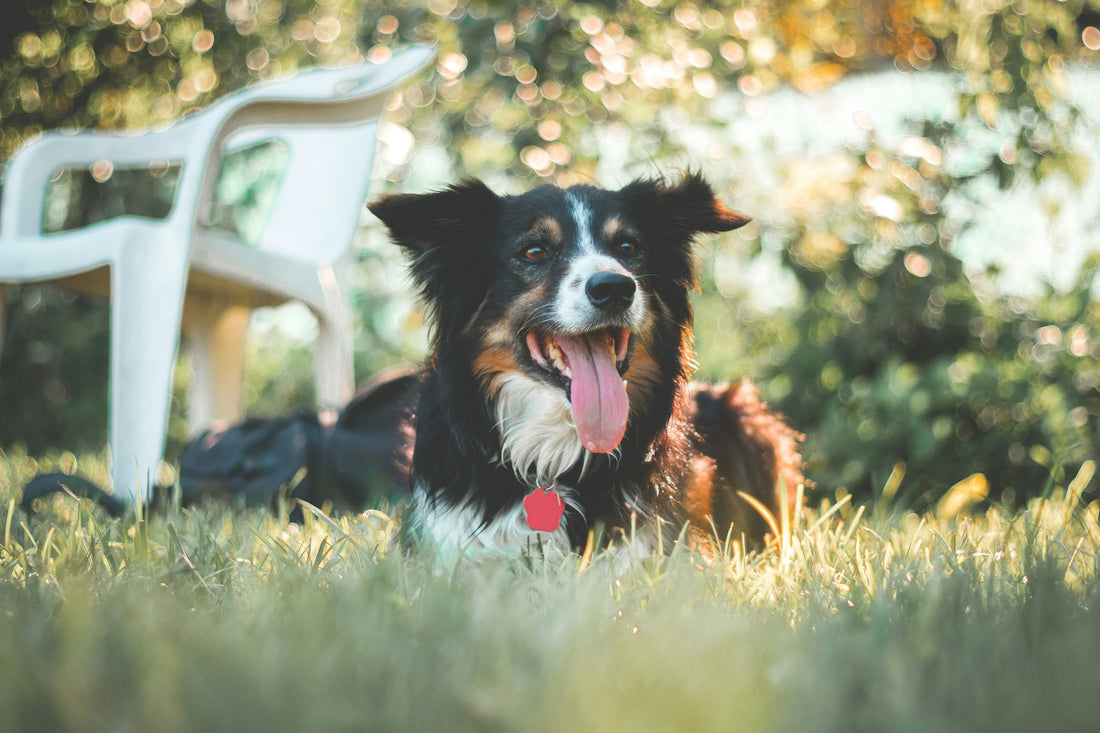 Hay-fever and Dogs