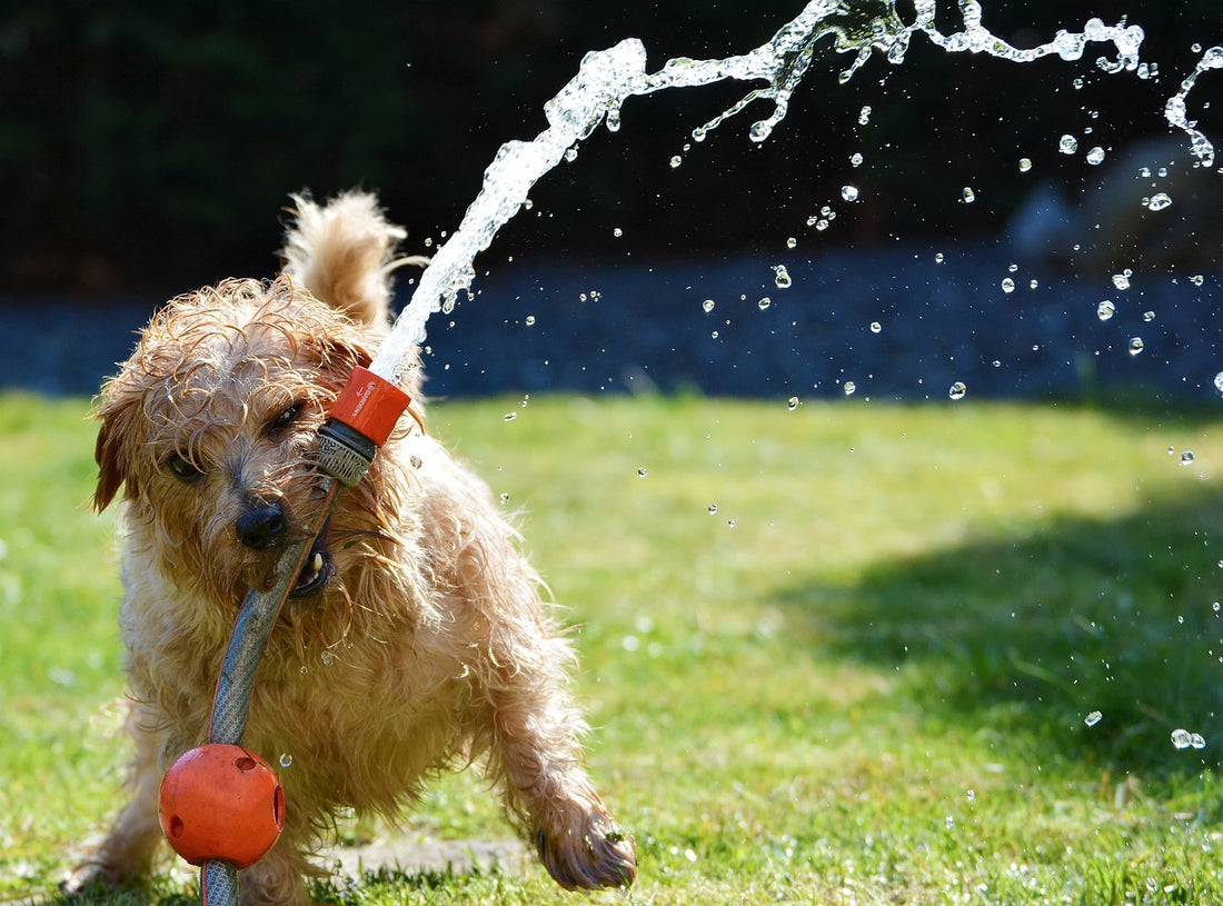 Understanding and Managing Your Dog's Excessive Thirst