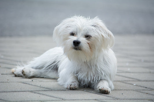 Why Small Dog Breeds Are Popular in the UK