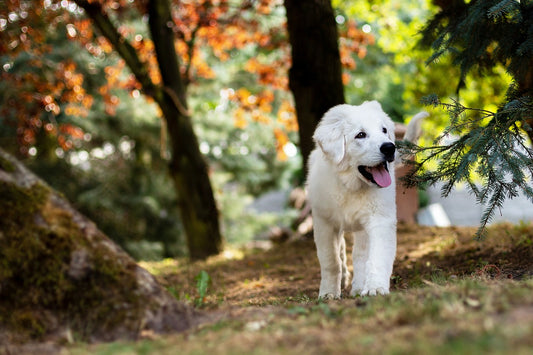 Does Your Dog Have Sensitive Skin? Top Tips for Soothing and Preventing Irritation