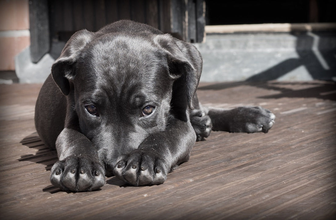 Why a Dog’s Death Hits So Hard