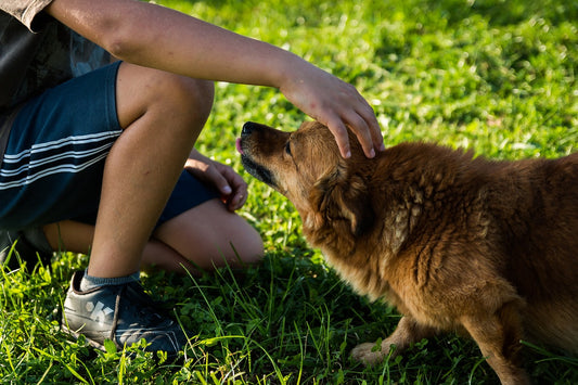 Why Does Your Dog Eat Grass?