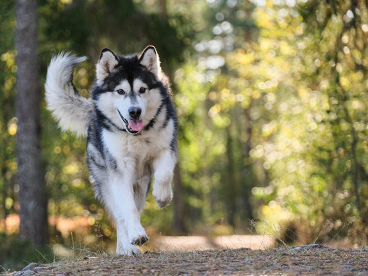 The Ultimate Guide to Dog Care: Essential Tips for Keeping Your Pet Healthy and Happy