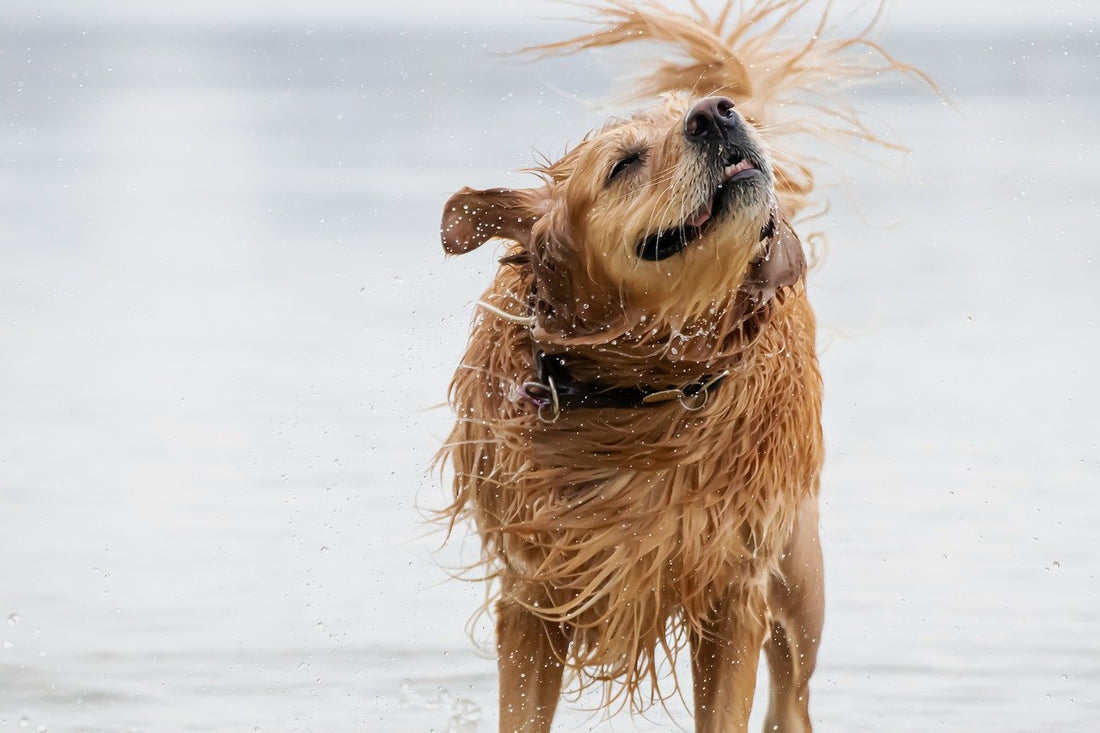 Why Do Wet Dogs Shake Themselves Dry?