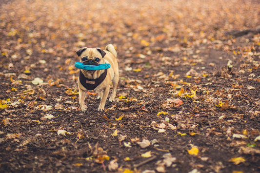 You’re Annoying Your Dog Without Realising It