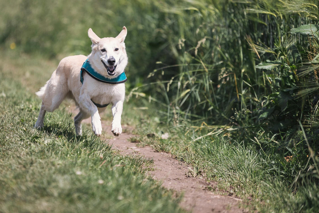 Lifestyle Tips for Happy and Healthy Dogs