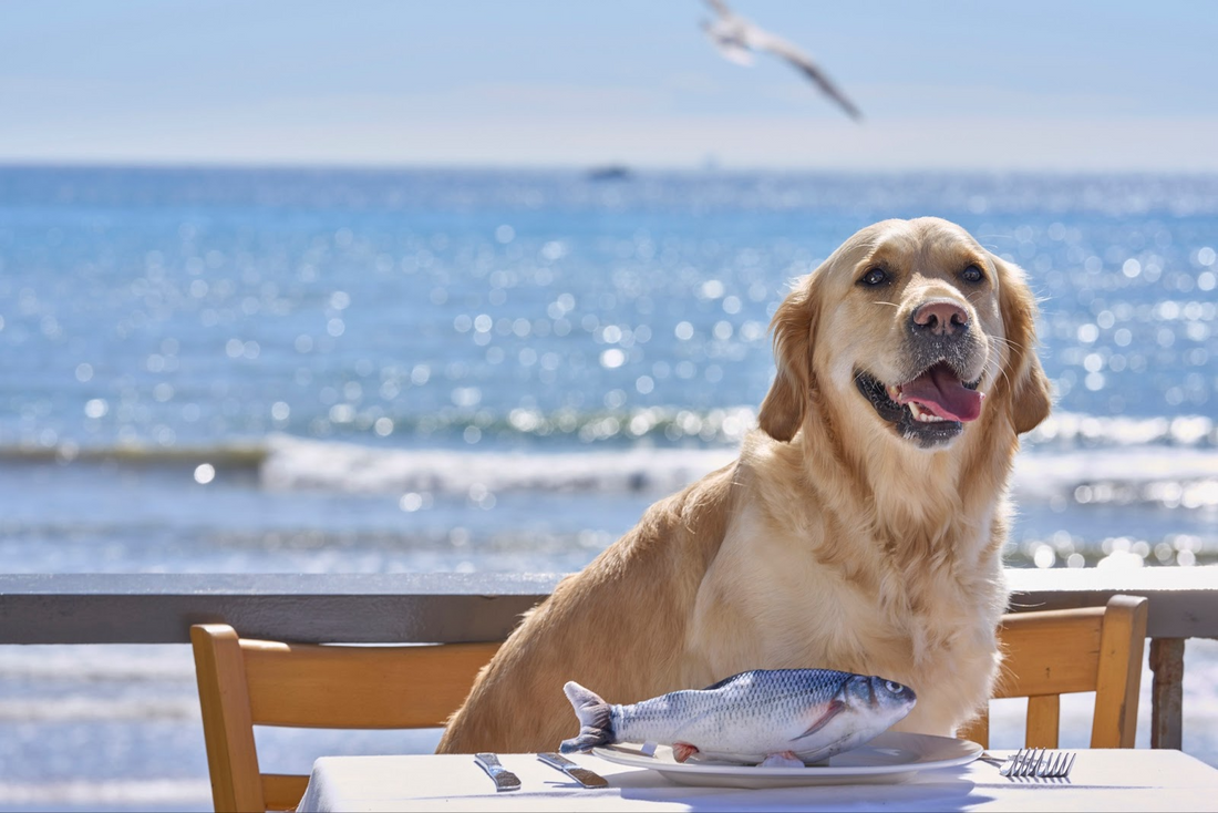 Explore the English Riviera's Seafood FEAST 2024: Top Events and a Unique Tasting Menu for Dogs