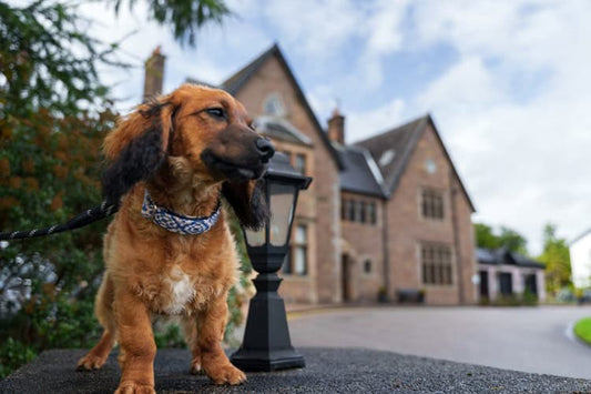 Crerar Hotels is on the search for the perfect pooch to front its revitalised dog friendly offering