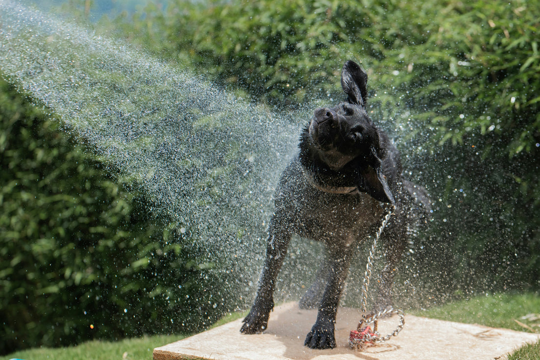 Unlocking the Secrets to Bathing Your Dog