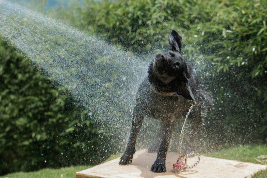 Bathing Your Dog: How Often and How to Do It Right