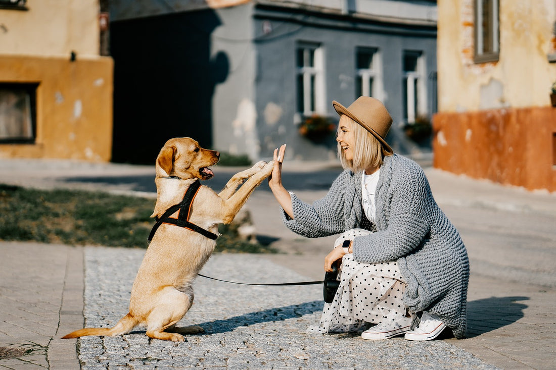 New Study: 80% of Dog Owners Report Improved Mental Health from Regular Walks with Their Dogs