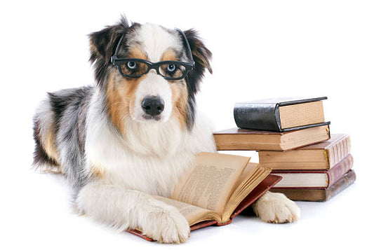 The Best Books for Dog Lovers: A Must-Read List for Every Dog Owner