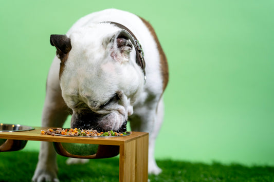 Understanding Vegetarian and Vegan Diets for Dogs