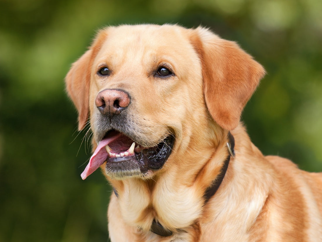 The Labrador Retriever: A Complete Breed Profile