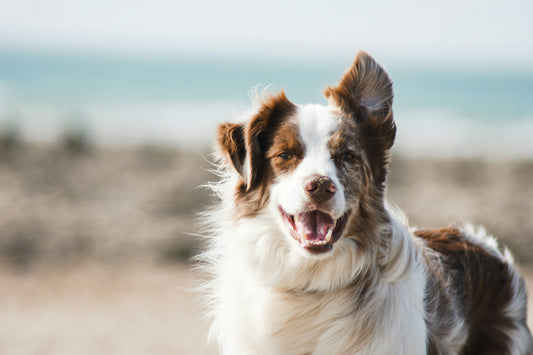 The Joys of Specific Dog Breeds: Finding Your Perfect Canine Companion