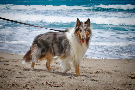 Top 10 Dog-Friendly Beaches Across the UK for Pooch Paddling