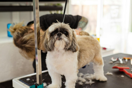 The Importance of Grooming Your Dog