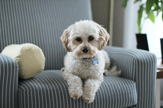 Creating a Dog-Friendly Living Space: Style Meets Function