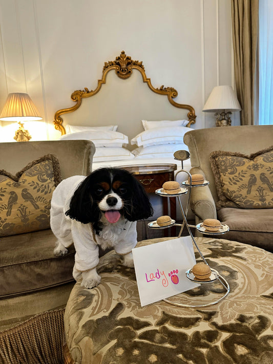 Top 5 Dog-Friendly Locations & Hotels in the UK