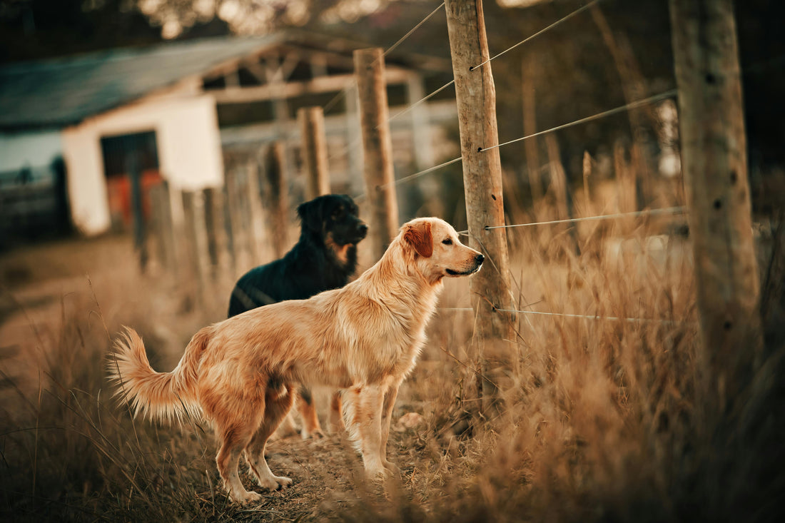 Understanding Dog Body Language