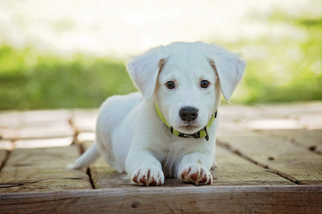 Clicker Training for Puppies