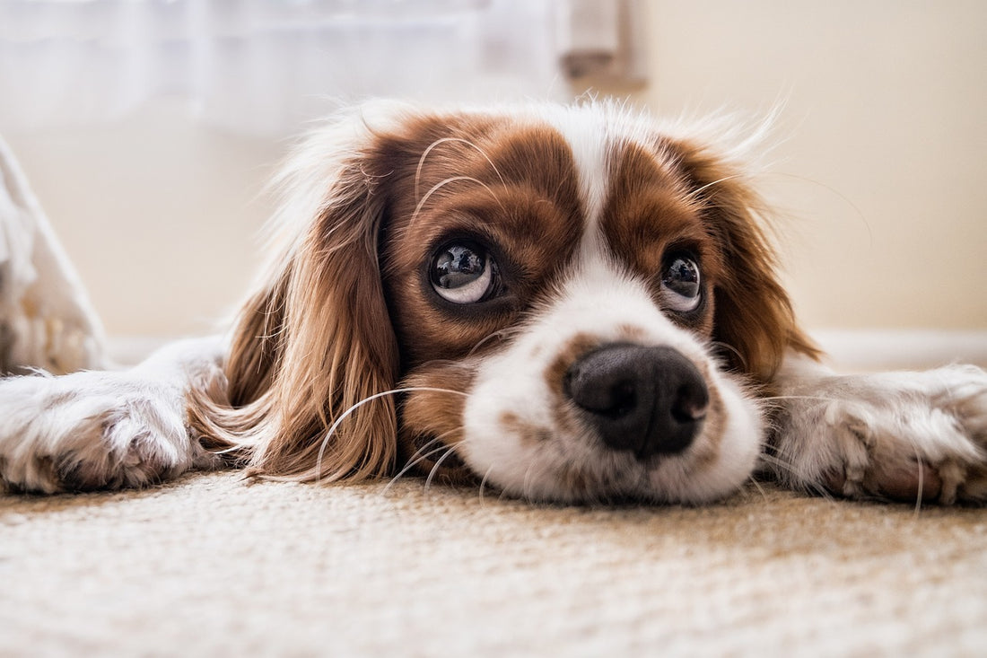 Dogs' Recognition of Words for their Toys