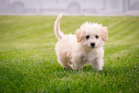 Your Essential Guide to a Happy and Healthy Puppy