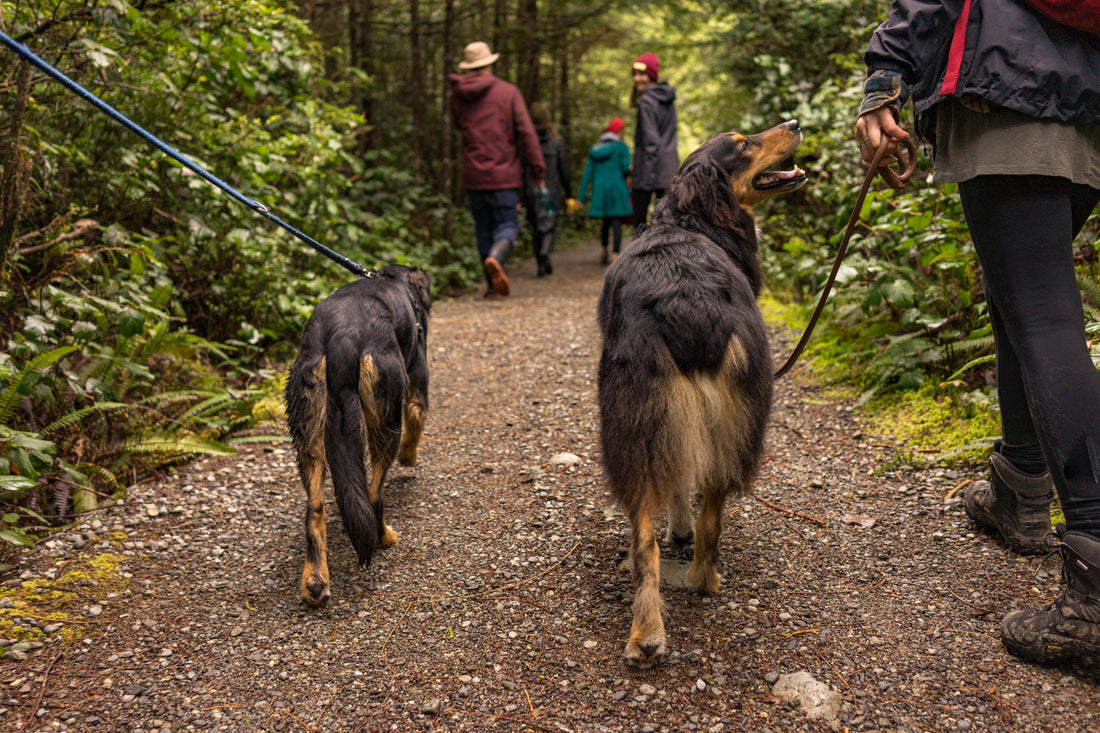 Discover the Top 5 Reasons to Take Your Dog Outdoors