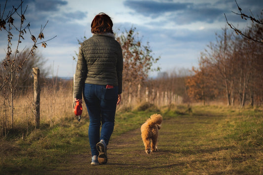 Your Guide to Dog Walking: How Often is Enough?