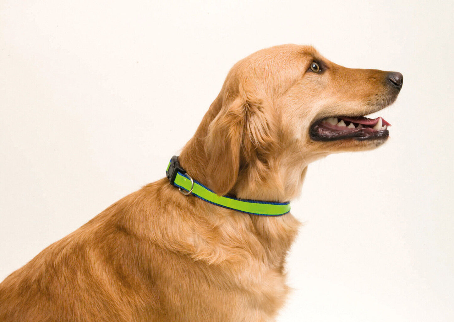 Reflective High Visibility Dog Collar